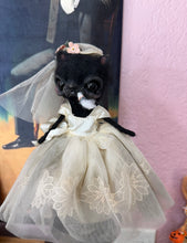 Load image into Gallery viewer, The reluctant Bride🤍🐈‍⬛🤍