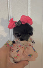 Load image into Gallery viewer, Brielle the  beautiful crow 🐦‍⬛ 🐦‍⬛💞